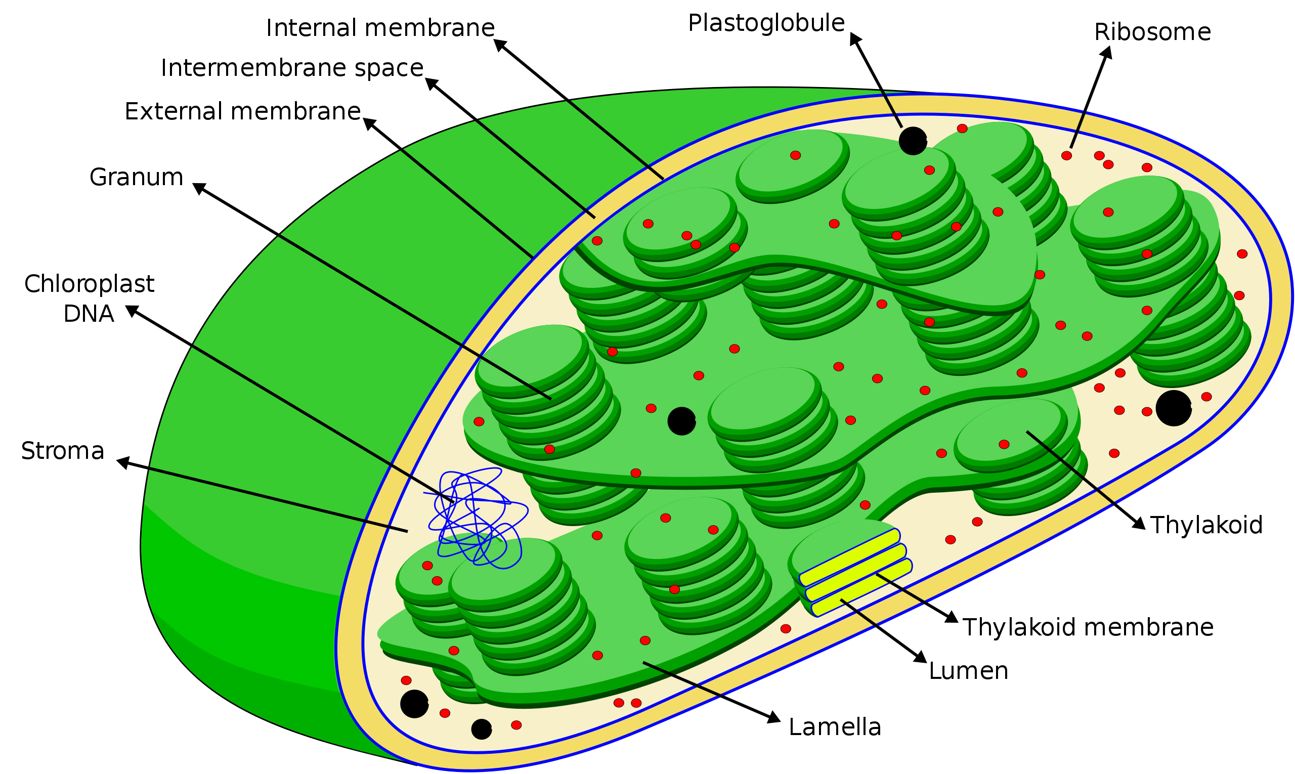 Chloroplast with labeled parts.
